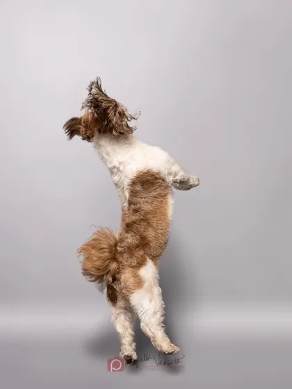 Jack the Shih Tzu in mid-air, jumping for joy! Studio sessions aren't just for static poses; we can capture incredible action and movement against a clean background.
