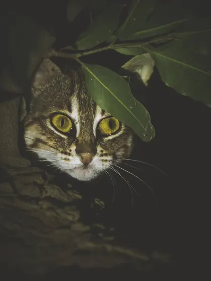 The glowing eyes of a Rusty-spotted cat in the dark. Encounters like this reveal the secrets held within the city's dwindling wild strongholds.
