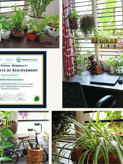 This entry won our 'Best Work Desk Plants' category. It shows how a few well-placed plants, including spider plants and money plants, can transform a home office desk into a more pleasant and green workspace.