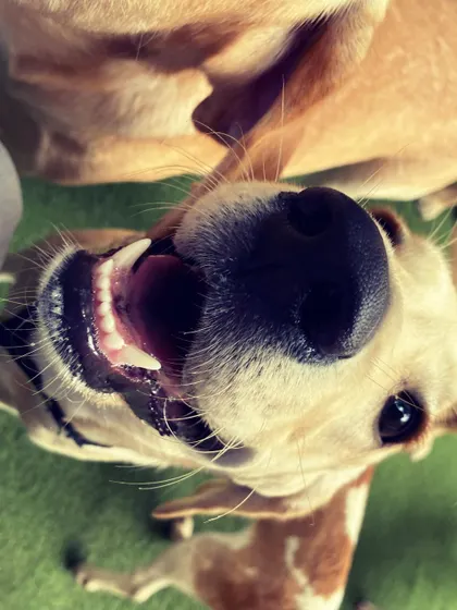 A happy face from a dog's-eye view! This playful perspective captures the fun and excitement of a day at Becky's.