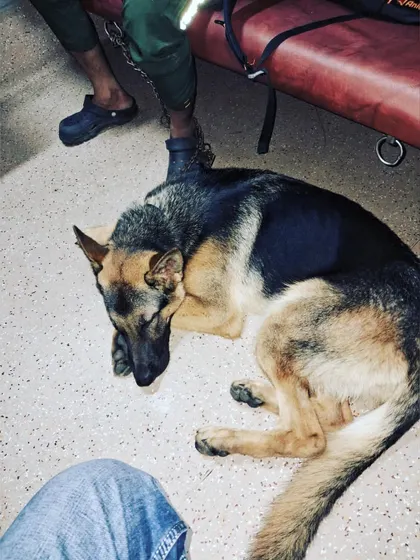 A peaceful nap on the floor of the train coach. My presence helps pets relax and sleep during the journey.
