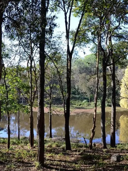 A tranquil water body in a tiger reserve, with trees reflecting on its surface. These are the places where the drama of the jungle often unfolds, as animals are drawn to the precious resource of water.