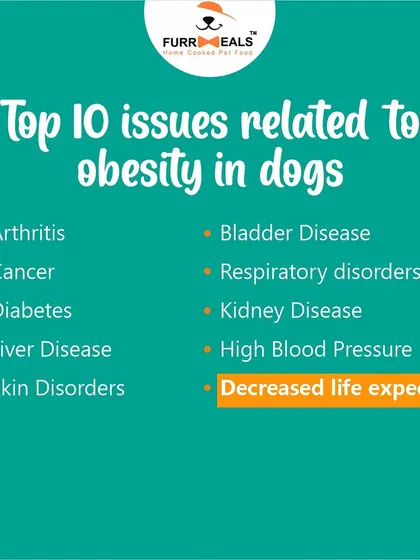 This collection of infographics and product shots provides a comprehensive guide to understanding, preventing, and managing dog obesity with my specialized diet plans and responsible treating tips.