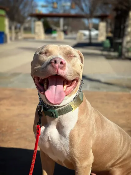 This is Crash, and that happy face tells the whole story. He came to me with a fear of men, which is a tough hurdle. We worked on fundamentals, but more importantly, we focused on building positive relationships with new people through calm, structured exposure. Now he's a happy, handsome boy.