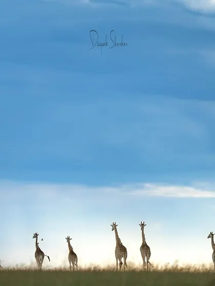 The vastness of the savanna and the grace of its inhabitants, all in one frame. This is the beauty of the Mara.