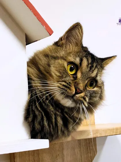 A beautiful tabby cat observes its surroundings from one of the birdhouse nooks, showcasing the thoughtful design of our Kitty Cottage.