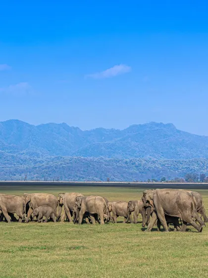 A massive herd of elephants against the backdrop of the mountains in Jim Corbett. This landscape shot tells a story of scale and the magnificent environment these animals inhabit.