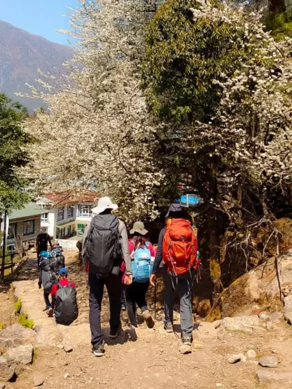 Trekkers walk through a path lined with blooming trees in the lower Khumbu region. The EBC trail offers diverse landscapes, from lush forests in the beginning to the stark, icy beauty of higher altitudes.