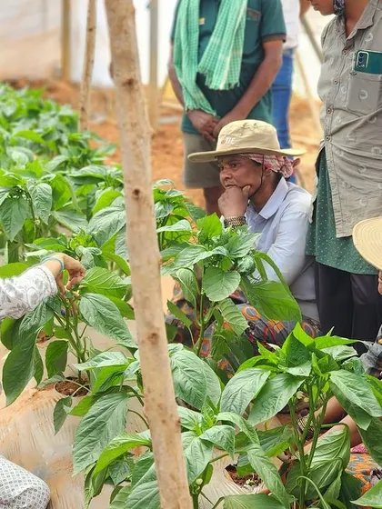 A hands on training session on capsicum cultivation for our team members. We believe in investing in our people to ensure the best practices are followed.