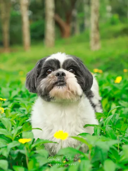 A cute black and white Shih Tzu peeks out from a field of green leaves and yellow flowers, its curious eyes looking right at the camera.