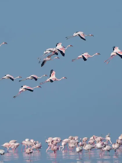 A crisp shot of flamingos in flight, showcasing their elegant form and pink plumage against the blue sky.