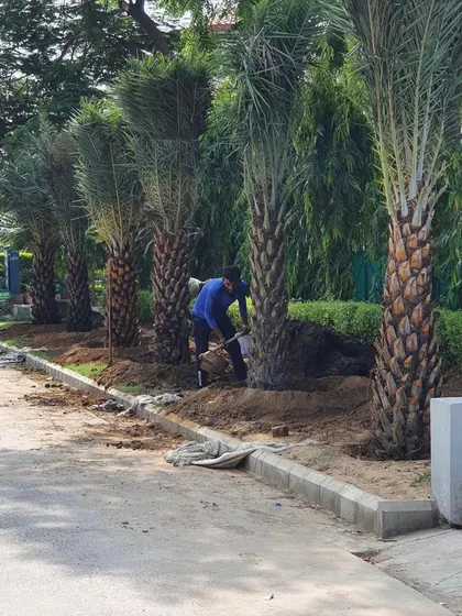 My team at work planting a row of Date Palms (Phoenix dactylifera) for a roadside landscaping project. We handle the entire process, from sourcing the trees to ensuring they are planted correctly for long-term health.