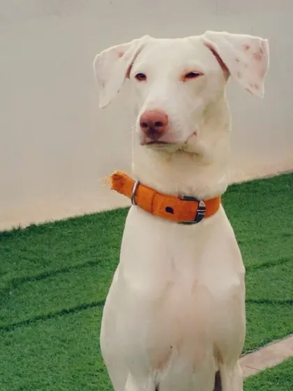 This white Indie with a pink nose looks so regal. He has a very calm and composed personality.