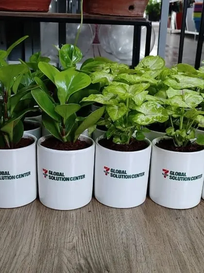 We ensure every plant in a bulk order is healthy and beautifully presented, as seen in this row of gifts for Global Solution Center.