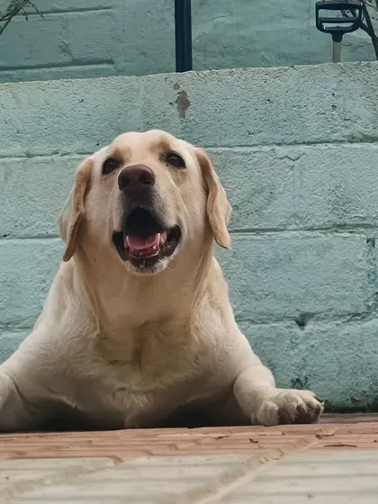 This happy Labrador is just one of the many breeds we welcome here.