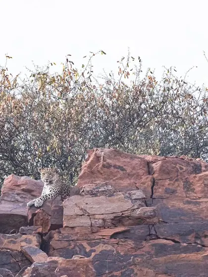 The queen on her throne. This female leopard commands a view of her domain, raising questions about whether these cats are returning or have always been here.