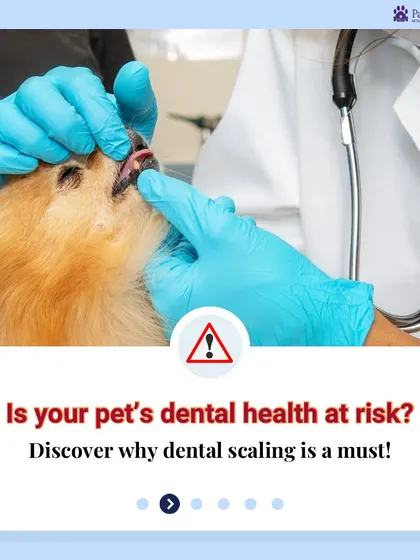 Is your pet's dental health at risk? This graphic serves as an important reminder for pet parents to consider the necessity of dental scaling. It's a critical preventive measure that we recommend as part of a complete wellness plan.