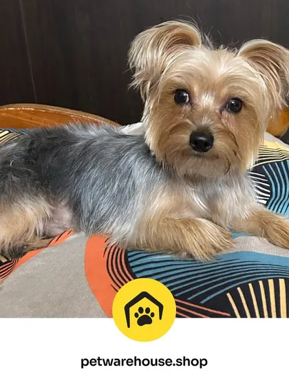 This Yorkshire Terrier is looking absolutely adorable and feeling comfy after their grooming. We specialize in trims that keep your pet looking neat while being easy to maintain.