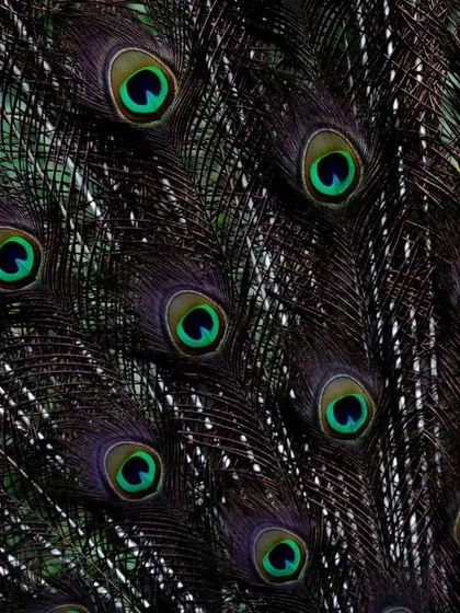 A close-up of an Indian Peafowl's train. I focused on the repeating pattern of the eyespots, creating a mesmerizing, almost hypnotic abstract image from what is already a spectacular display.