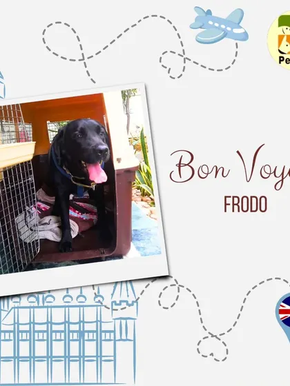 Bon Voyage to Frodo. This graphic celebrates the start of his journey from Delhi to London. We love sharing the progress of our furry travelers as they make their way home.