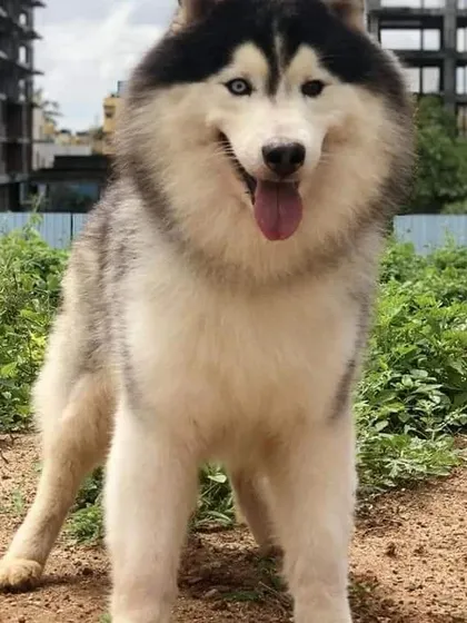 An adult odd-eyed Husky with a magnificent coat, available for stud services.