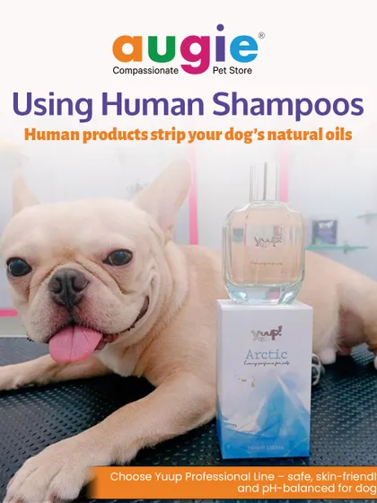 Never use human shampoos on your dog! Human products have the wrong pH balance and can strip your dog's natural oils, leading to dry, irritated skin. Always choose a pet-safe formula.