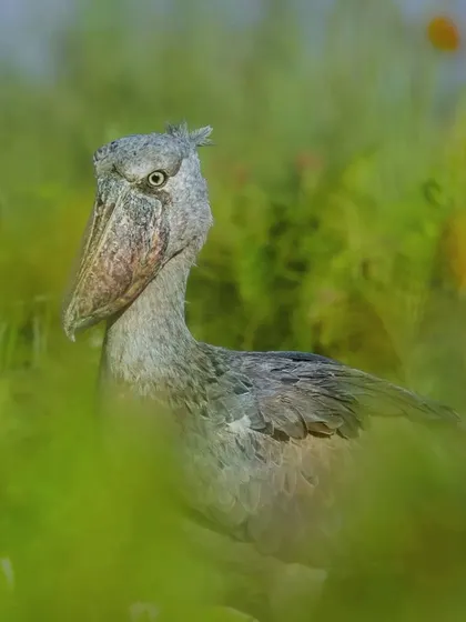 The Shoebill Stork, with its prehistoric look, is famous for standing motionless for hours while hunting. This intense stare, captured in Uganda, gives a glimpse into the patience of this unique predator.