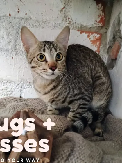 Meet Missy, a lovely tabby cat with stunning, wide eyes. She is an explorer at heart and would love a home where she can look out the windows and watch the world go by.