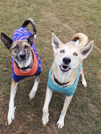 Two of our happy indie residents, Pari and Jumper, mid-play. We believe every dog, regardless of breed, deserves a safe space to run and have fun.