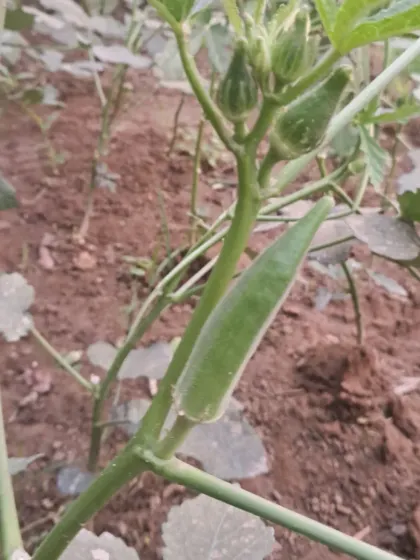 A young bhindi (ladyfinger) growing on the plant. I can help you troubleshoot common issues to ensure your plants reach this healthy stage.
