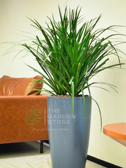 This Dracaena plant in a tall grey planter adds vertical interest and a burst of life next to a comfortable office lounge sofa.