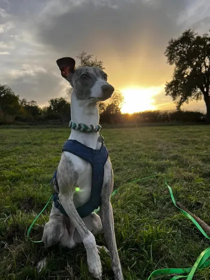 A stunning photo of Coco the Whippet at sunset. This is the dream life his family wanted, and I'm so honored I could help them achieve it through our online training.