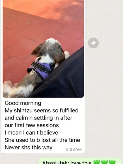 Another update from Priya, showing her Shih Tzu calm and settled. This is the goal: a fulfilled, relaxed dog and a happy owner. It's amazing to see these results through our remote program.