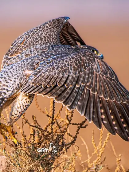 A Peregrine Falcon, one of the fastest animals on the planet, surveys its territory. This shot showcases the majestic posture and detailed feather patterns of this incredible bird of prey, a subject I frequently track on my expeditions.