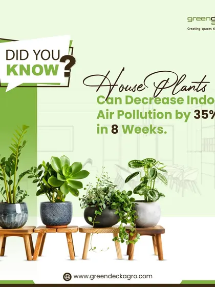 Did you know that houseplants can significantly decrease indoor air pollution? We can recommend the best air-purifying plants for your home to help you breathe cleaner, fresher air.
