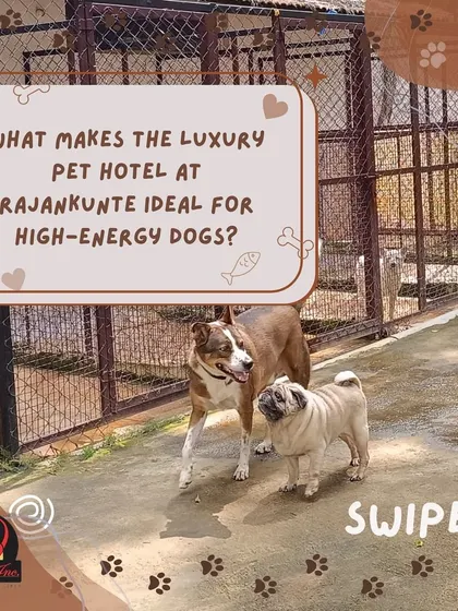 Our luxury pet hotel at Rajanukunte is perfect for high-energy dogs. The combination of expansive play areas and private garden suites gives them the space they need to thrive.
