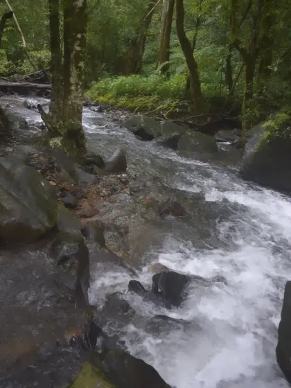 A fast flowing river in the forest, showing the power of the monsoon.