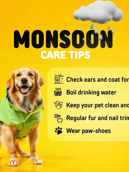 Another look at our essential monsoon care tips. Keeping your pet clean and dry, trimming their fur, and boiling their drinking water can prevent common rainy-season health issues.