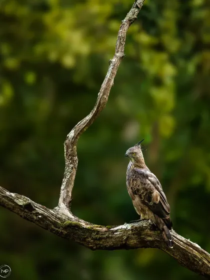 A majestic Crested Hawk Eagle perched on a gnarled branch in Nagarahole. Its sharp crest and piercing gaze are characteristic of this formidable hunter.