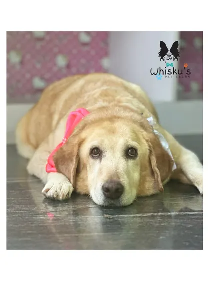 Maya, the senior rescued Lab, resting peacefully. Her expressive eyes tell a story, and it's an honor to provide her with a gentle and soothing grooming experience.