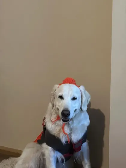 My dogs geared up for a cold day's hike. The hats and booties are not just cute, they provide essential warmth and paw protection.