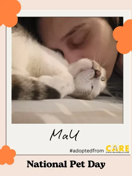 Mau, an adopted cat, enjoying a peaceful nap with his human. These quiet moments of love are truly precious.