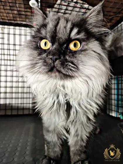 This is Clyde, a grey long-haired cat, looking directly at the camera with a confident stare. He's a regular guest who feels completely at home here.