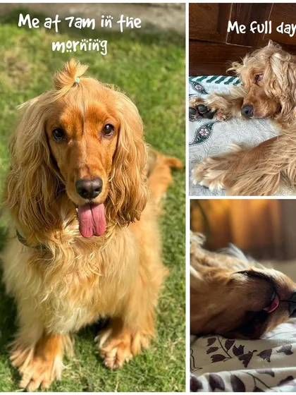 A meme showing Posto's energy levels: full of life at 7 AM, and then sleeping for the rest of the day.
