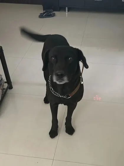 A wagging tail is the best feedback. This lovely black Lab is happy and ready for his walk. Sticking to the schedule is important for a dog's sense of security.