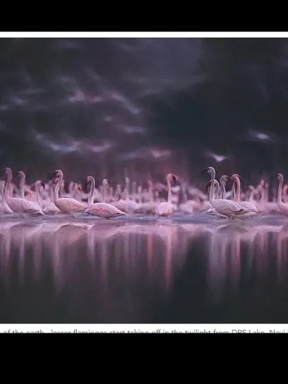 "The Celestials of Earth," a 10-foot print of lesser flamingos taking off at twilight. This image, also shown at Kala Ghoda, aims to convey the ethereal, almost spiritual experience of witnessing this moment.