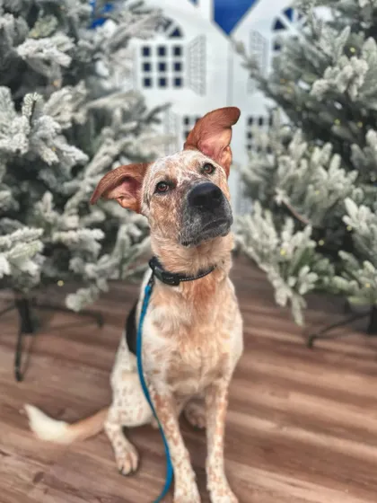 Meet Goose, a recent graduate. His parents needed help breaking through his stubbornness and stopping him from taking items around the house that weren't his. Now he understands boundaries and is a much more respectful family member.