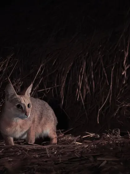 The raw, unedited version of our infrared jungle cat photo, showing the natural coloration before post-processing. We often share our techniques on our tours.