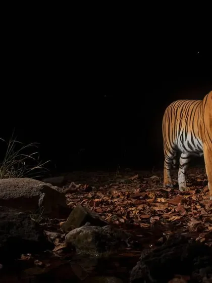 At night, a tigress rubs against the tree to leave her scent, a form of chemical communication. This behavior is crucial for mating and establishing territorial boundaries.