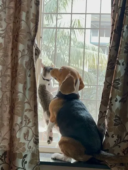 This series shows the curious and playful dynamic between a cat and a Beagle by the window. I'm always there to supervise and ensure their interactions are safe and positive, fostering a healthy relationship.